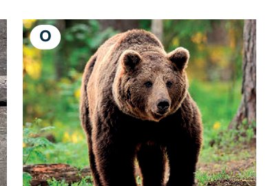 bear