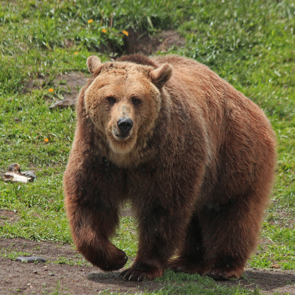 bear