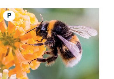 bee