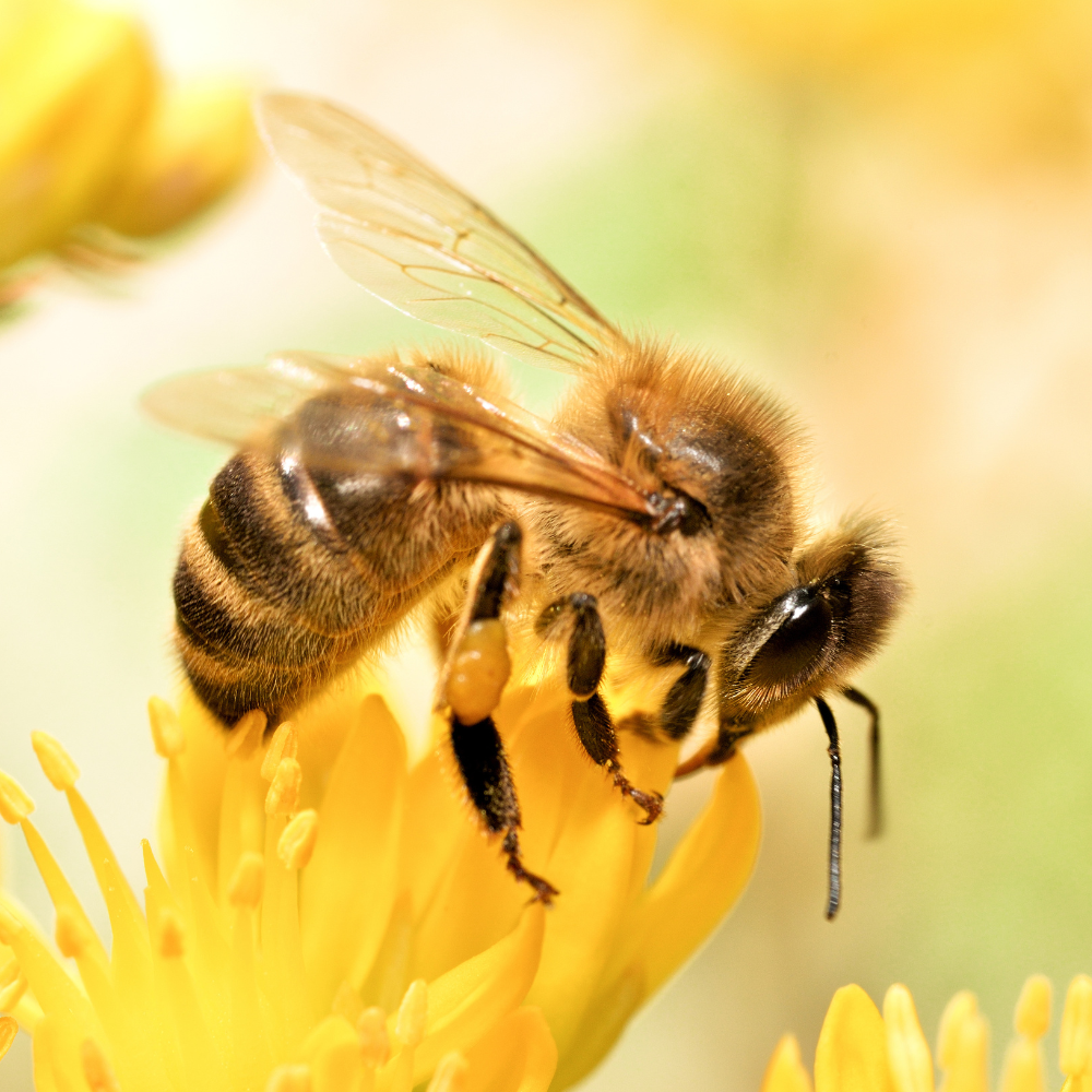 bee