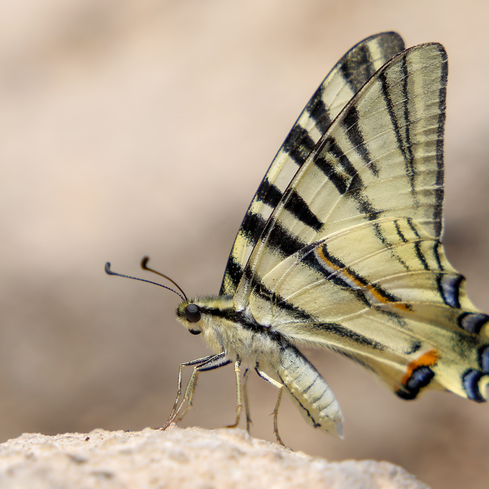 butterfly