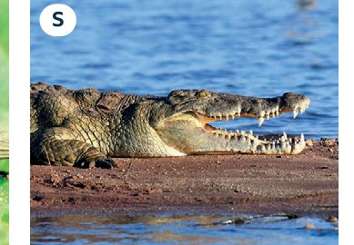 crocodile