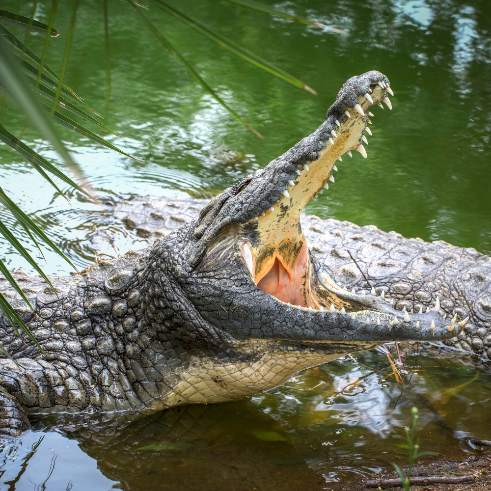 crocodile