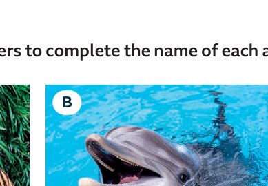 dolphin