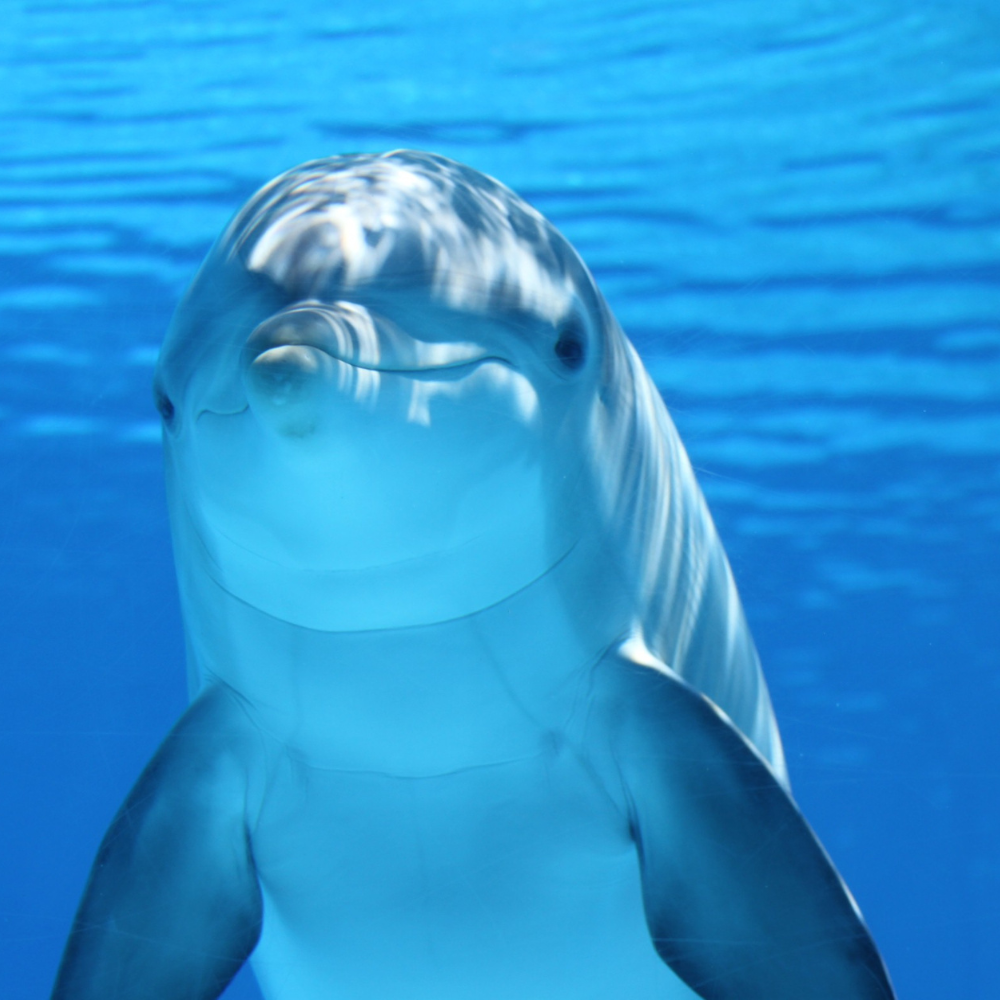 dolphin