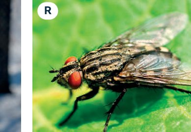 fly