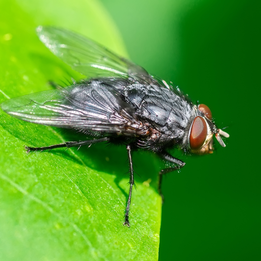 fly