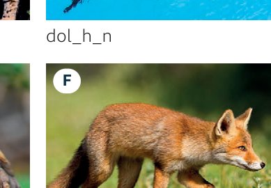 fox