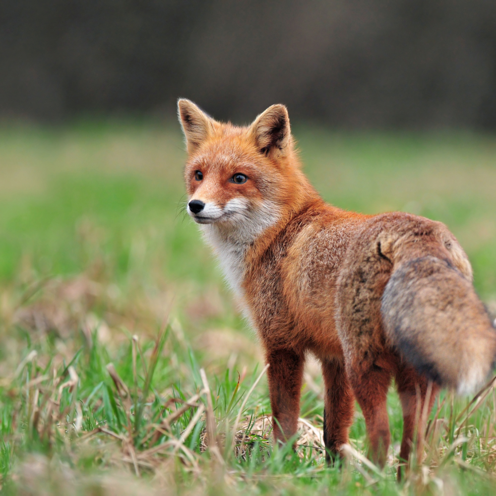 fox