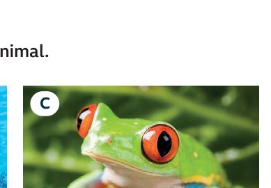 frog