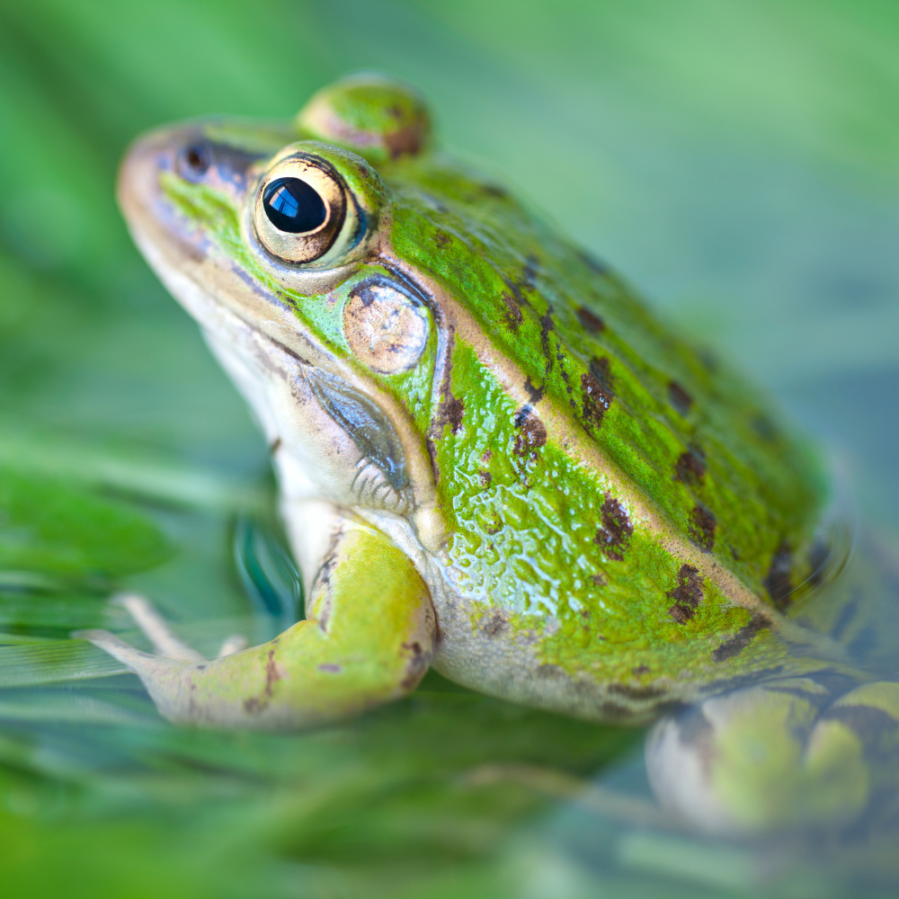 frog