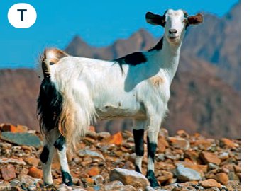 goat