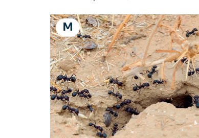 insects
