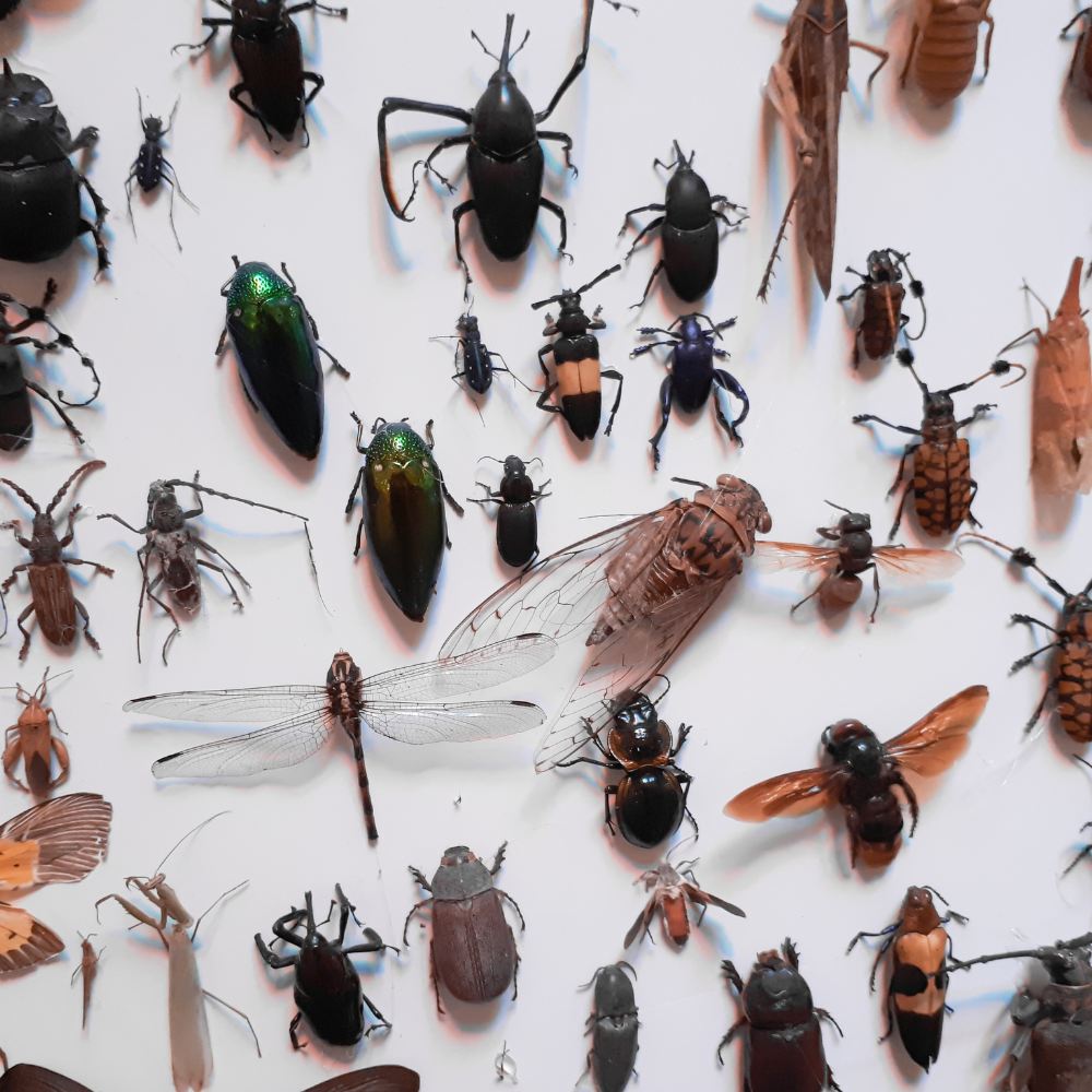 insects