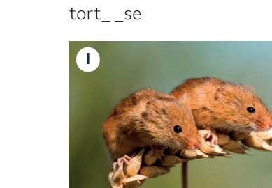 mice