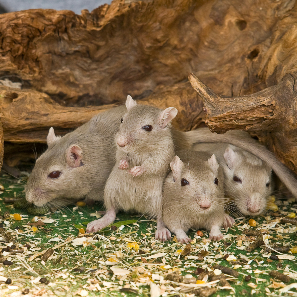 mice