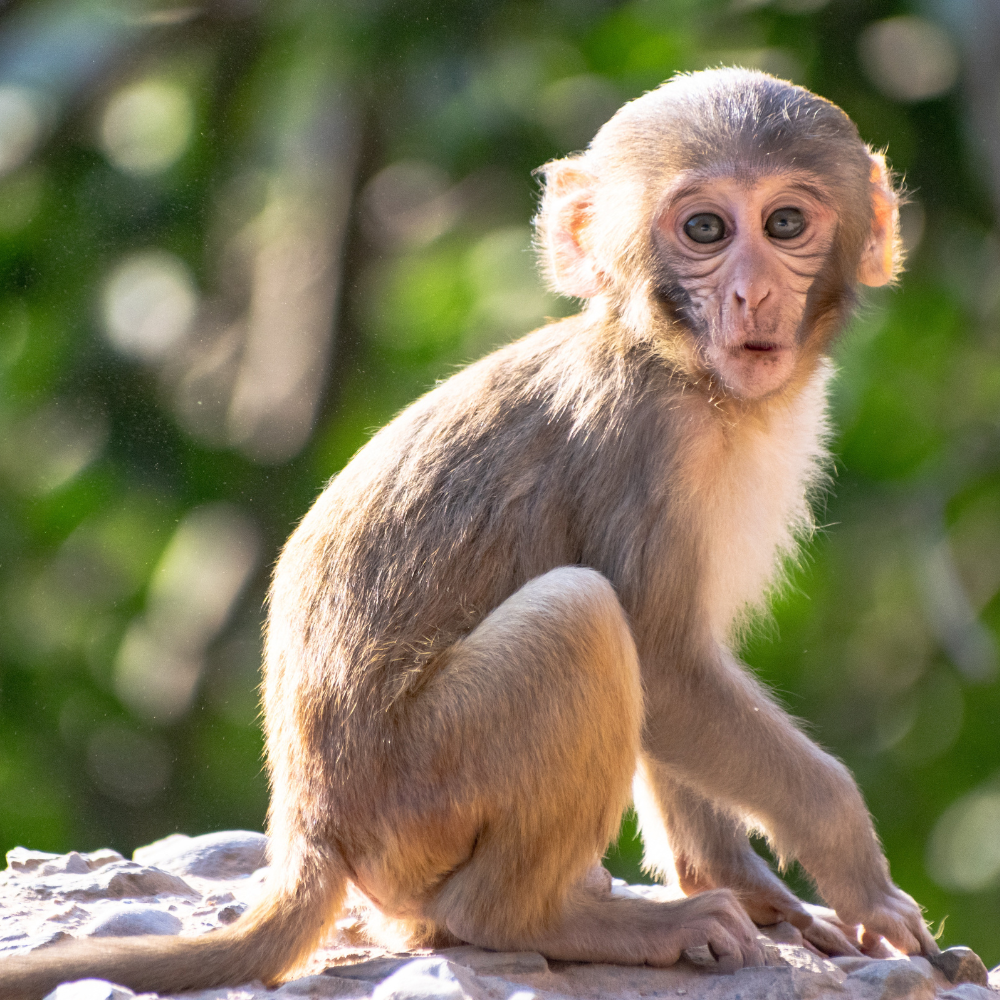 monkey