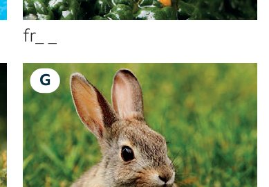 rabbit