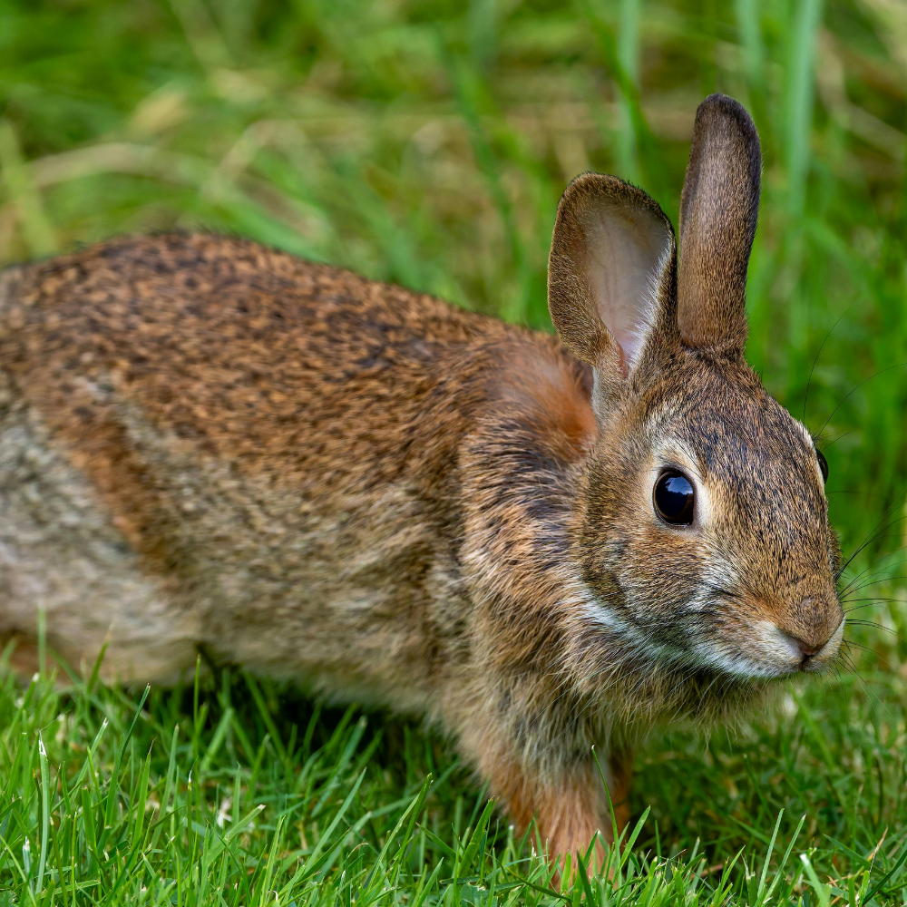 rabbit