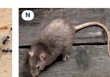 rat
