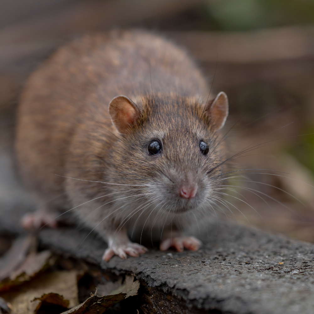 rat