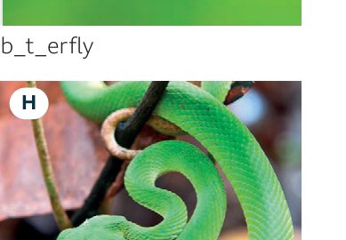 snake