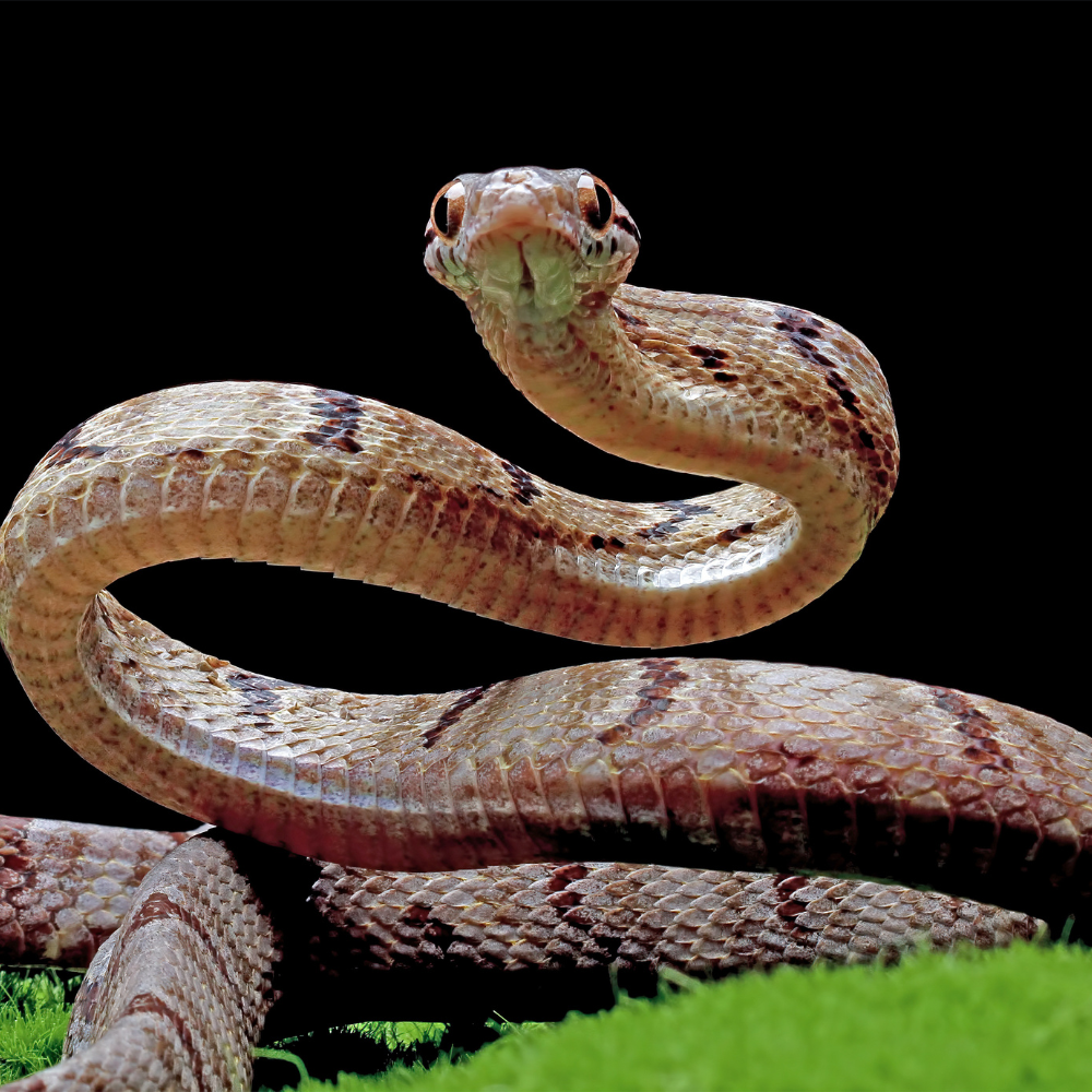 snake
