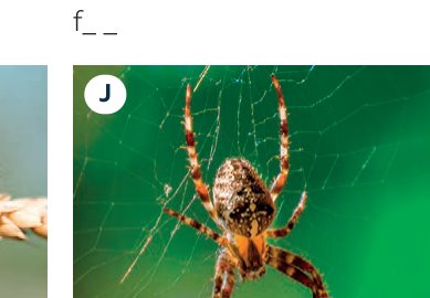 spider
