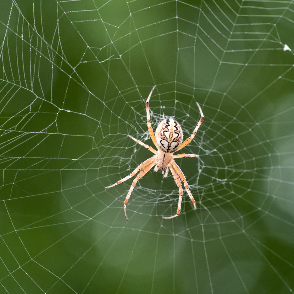spider