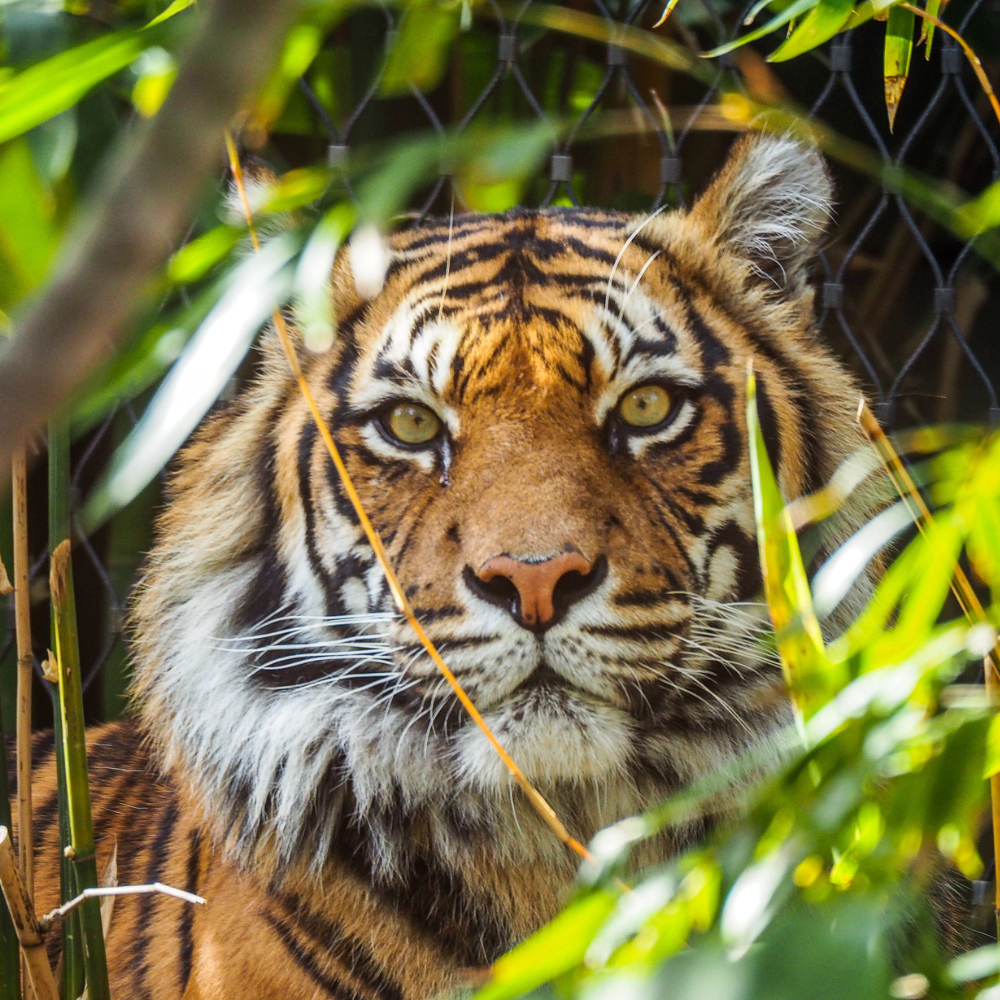 tiger