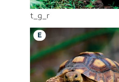 tortoise