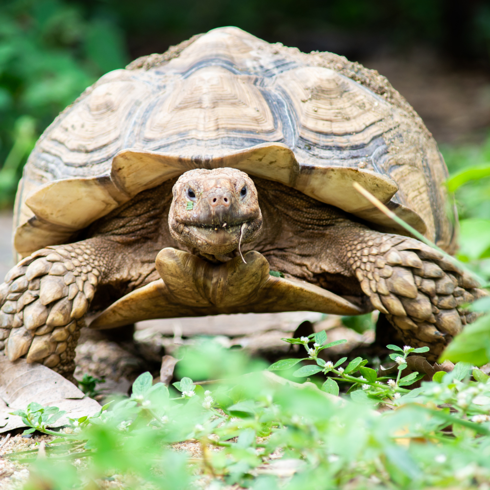 tortoise