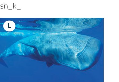 whale