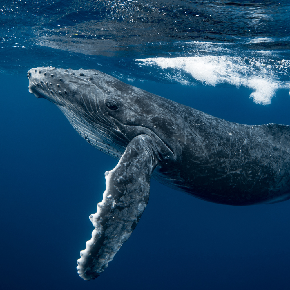 whale
