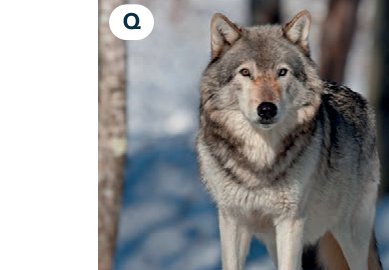 wolf