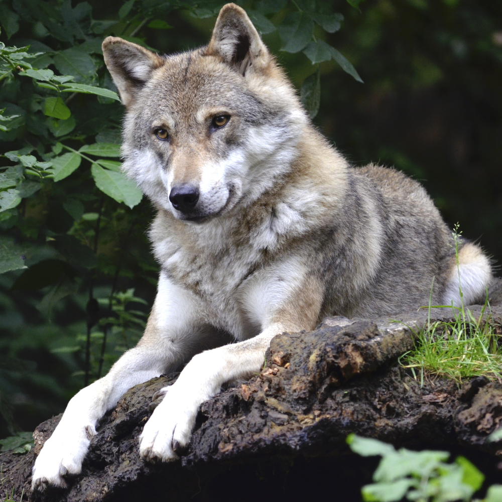 wolf